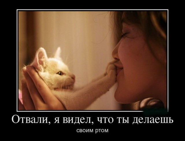 С котами шутки плохи!