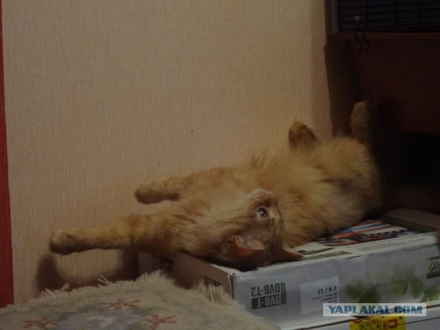 Котовторник 30.09.2014