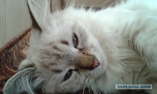 Котовторник 30.09.2014