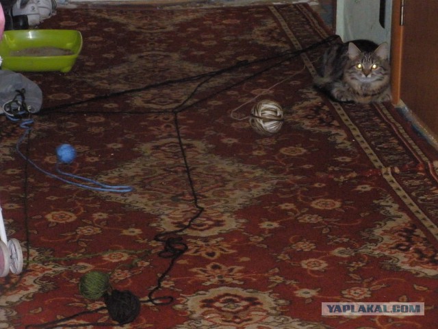 Котовторник 21.10.2014