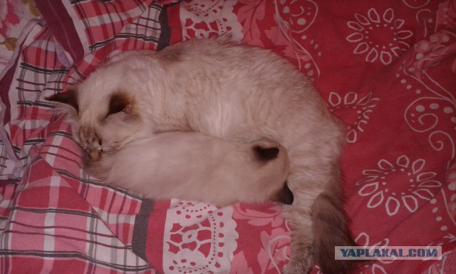 Котовторник 11.11.2014