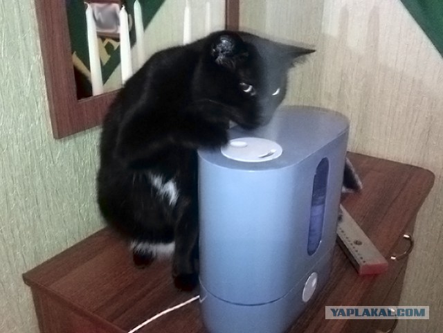 Котовторник.