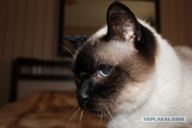 Котовторник 14.07.2015