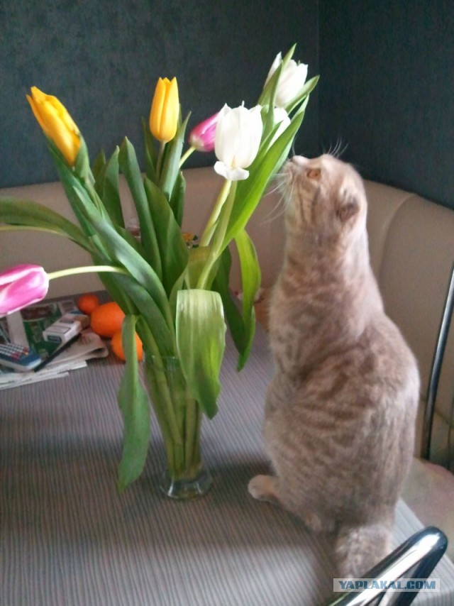 Котовторник 14.07.2015