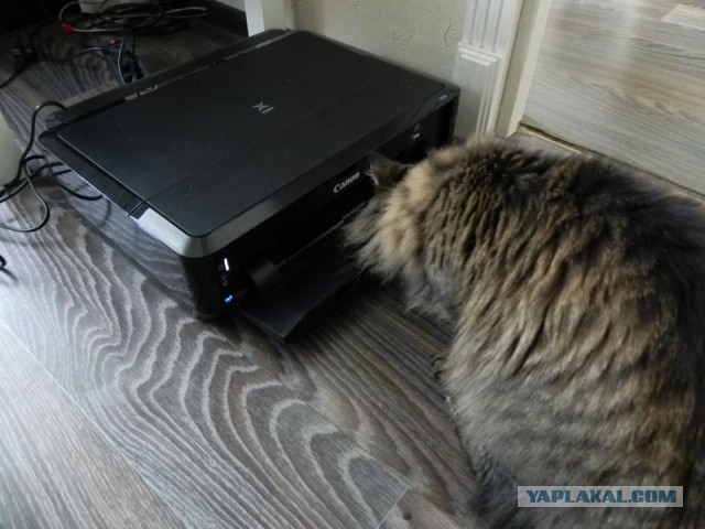 Котовторник 11.08.2015