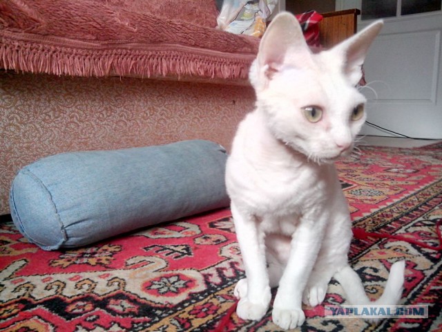 Котовторник  27.10.2015
