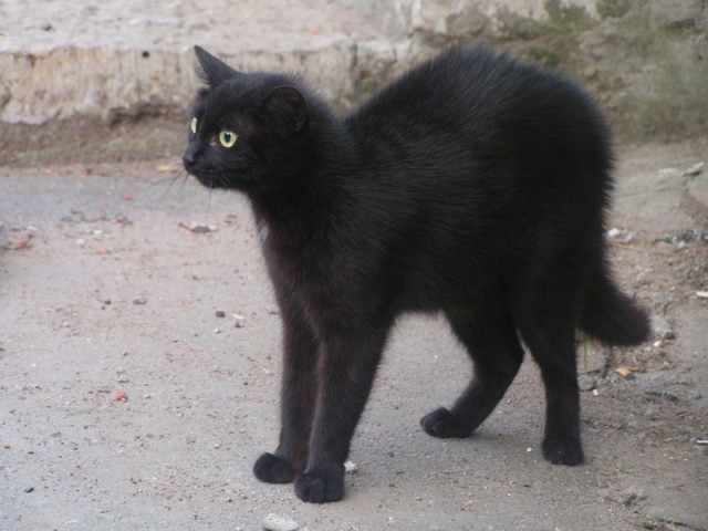 Коты, кошки, котята