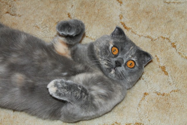 25 котят, которые так быстро выросли