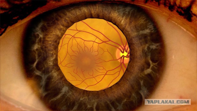 Что видят с рабочего места люди разных профессий