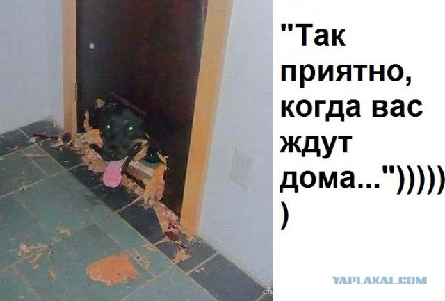 Небольшая подборка забавных картинок