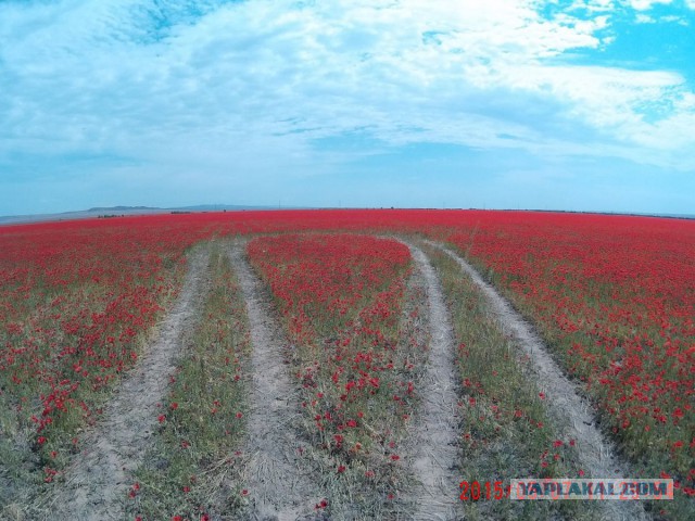 Моя поездка в Казахстан