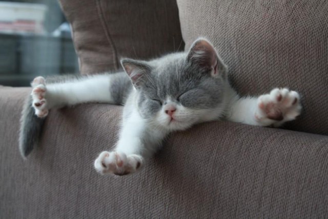 Коты и Кошки