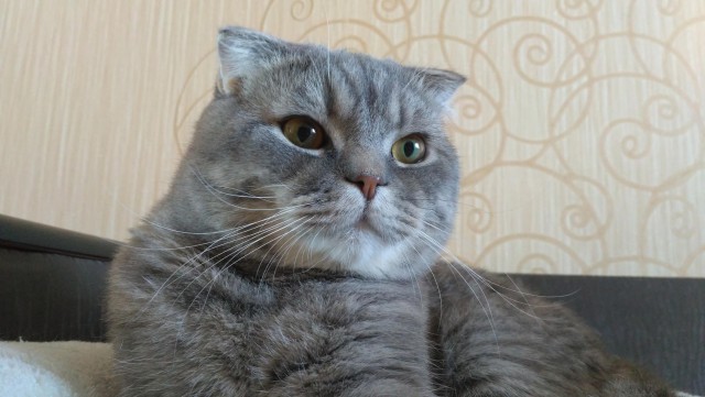 Котовторник 18.04.2017
