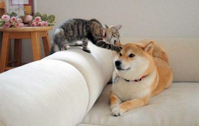 Коты и Кошки