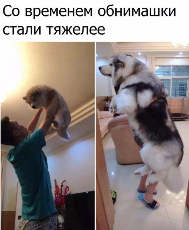 Подборка забавных животных