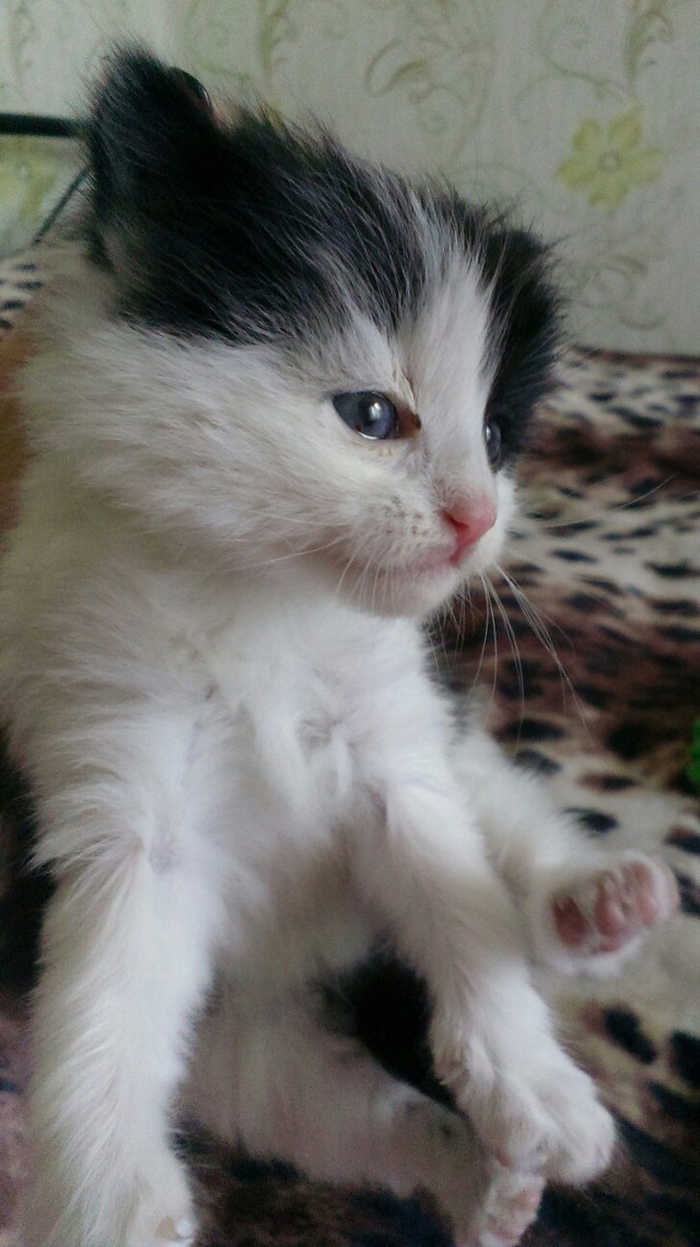Коты и Кошки