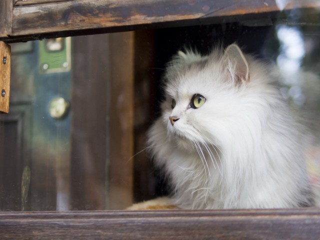 Коты и Кошки