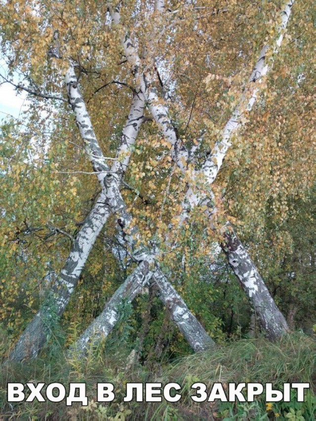 Забавных картинок не хотите ли?