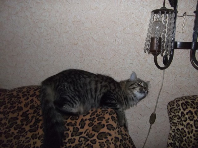 Котовторник
