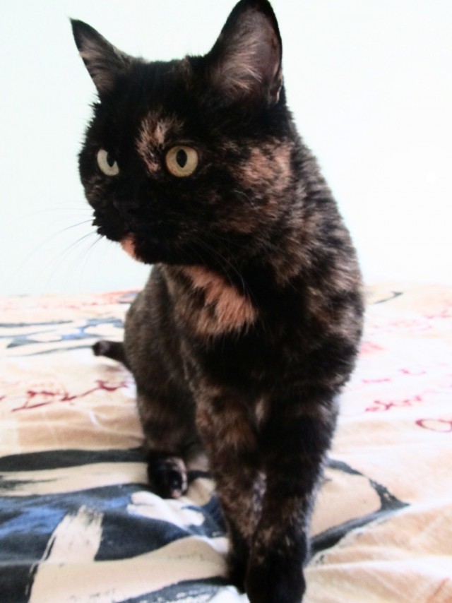 Коты и Кошки
