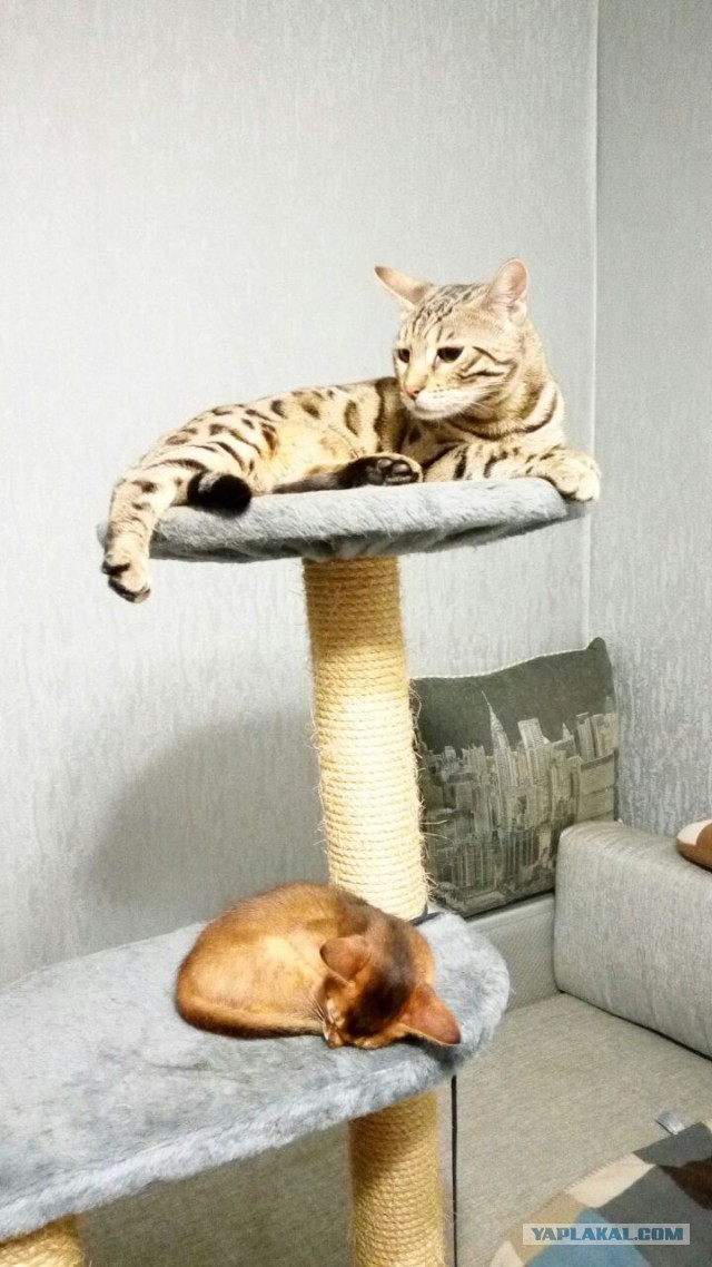 Котовторник