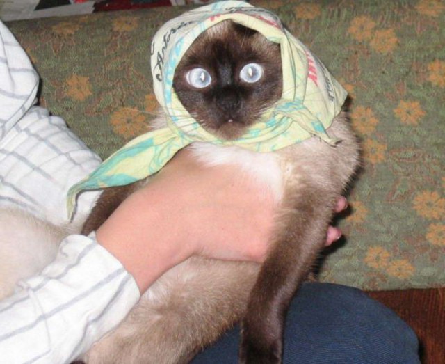 Живность из сети