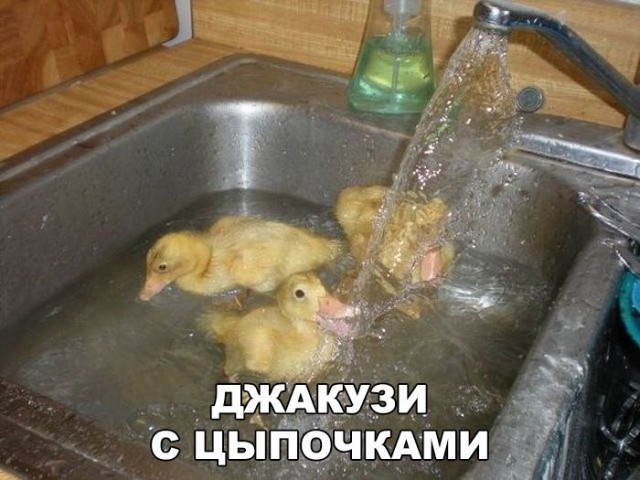 Прикольные картинки обо всём
