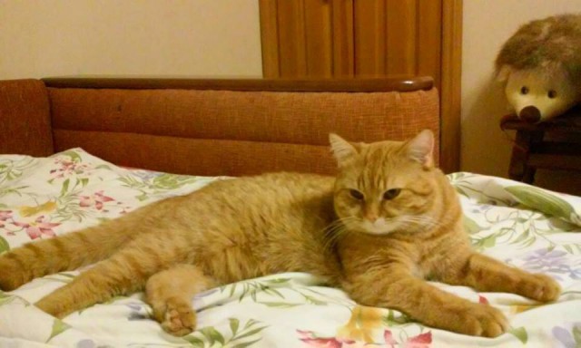 Котовторник  01.05.2018
