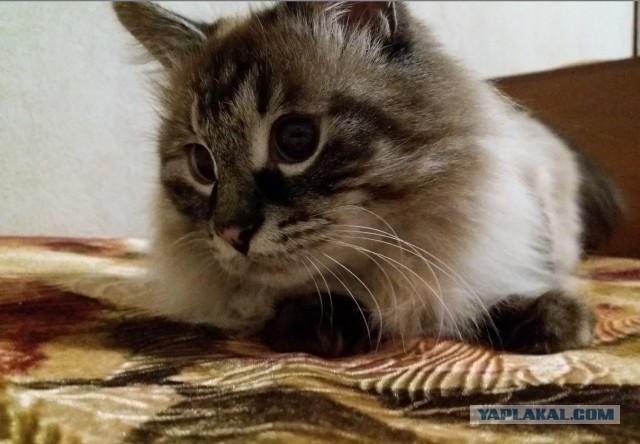 Котовторник 22.05.2018