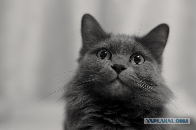 Котовторник 05.06.2018
