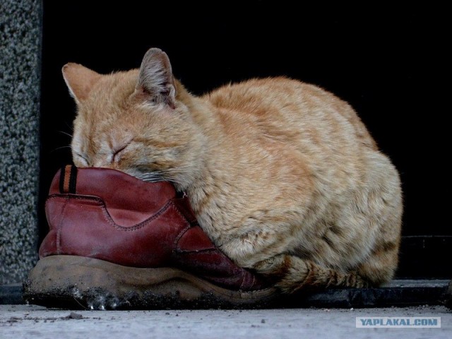 Ура, котовторник! (01.07.2008)