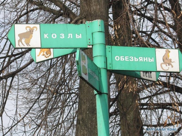 Полицейская обезьяна