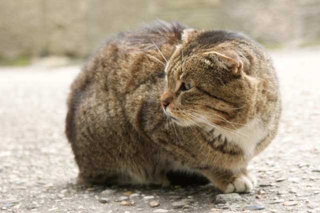 Котовторник - С праздником, котоводы!