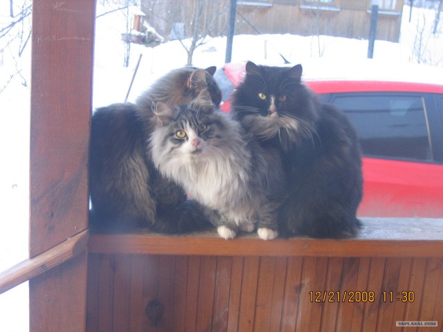 Котовторник уже сегодня!