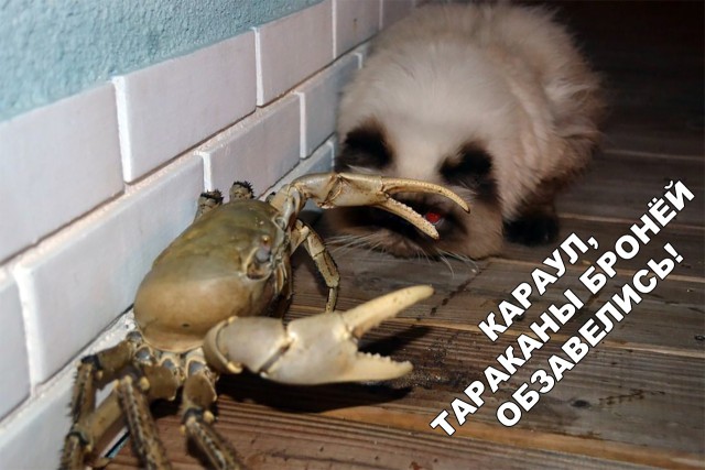 Нестандартный юмор