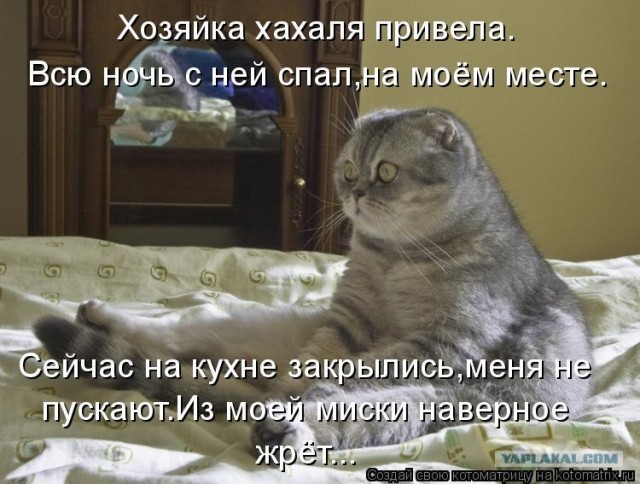 Котовторник объявляется открытым!