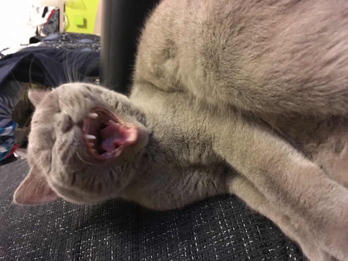 Котейка зевнул