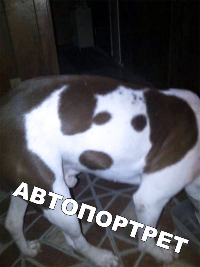 Нестандартный юмор