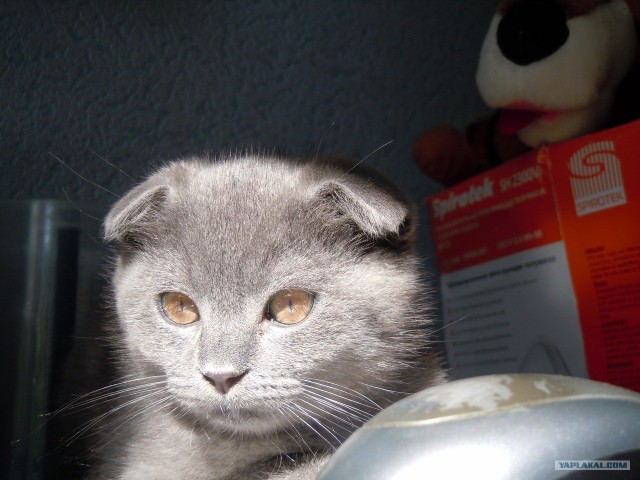 Котовторник! 08.11.11