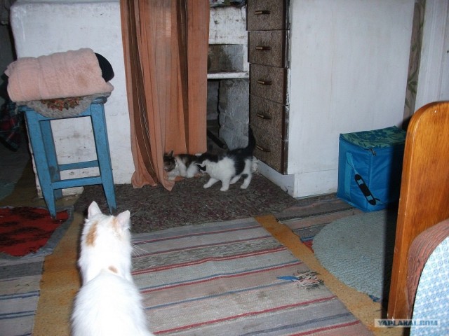 Котовторник (31.01.2012)