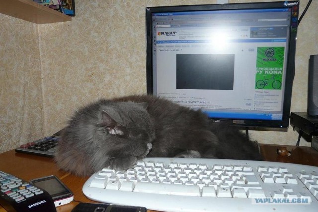 Котовторник! 13.03.2012