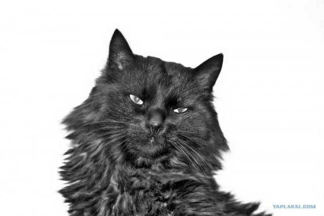 Котовторник 20.03.2012