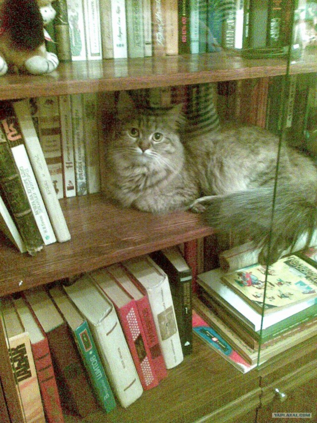 Котовторник 17.04.2012