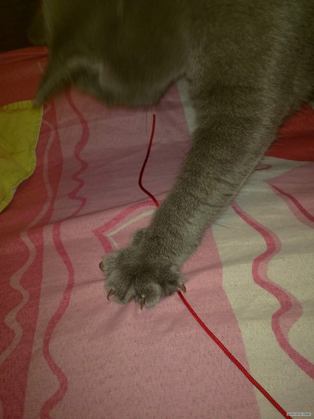 Котовторник  12. 06. 2012