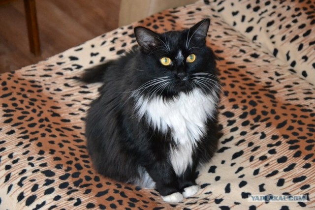 Котовторник 11.09.2012