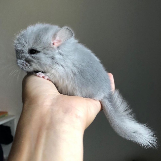 Живность из сети