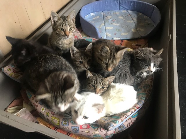 Забавные фото котеек