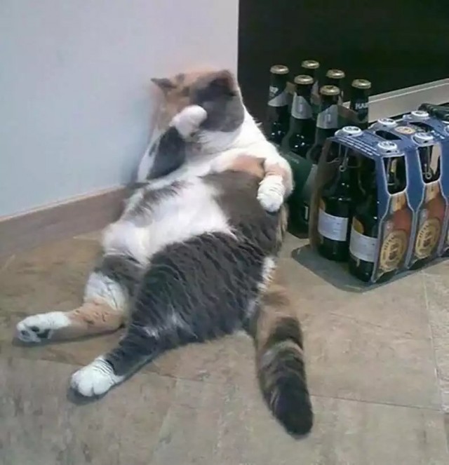 Алкоты