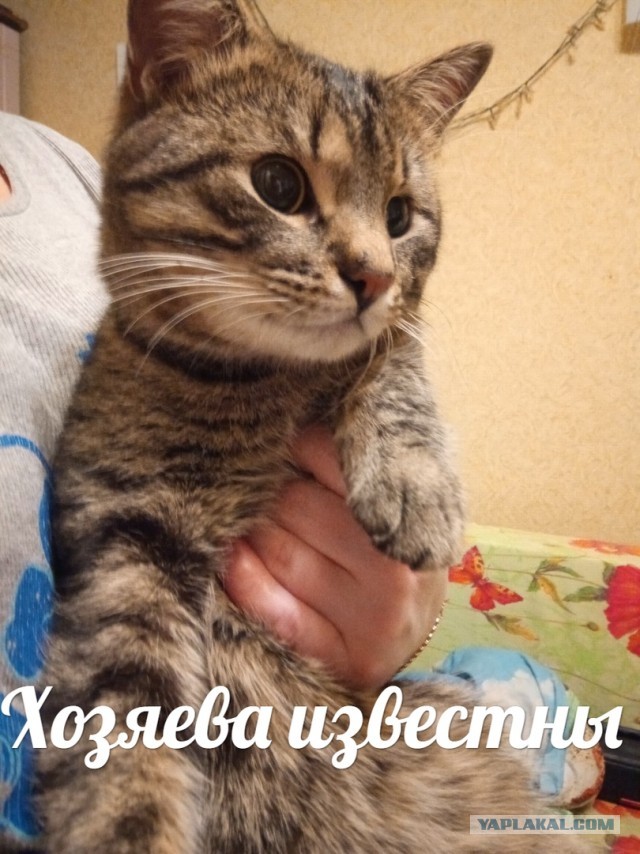 Помогите вернуть кота! Приют "Преданное сердце" украл кота и не отдает!-2