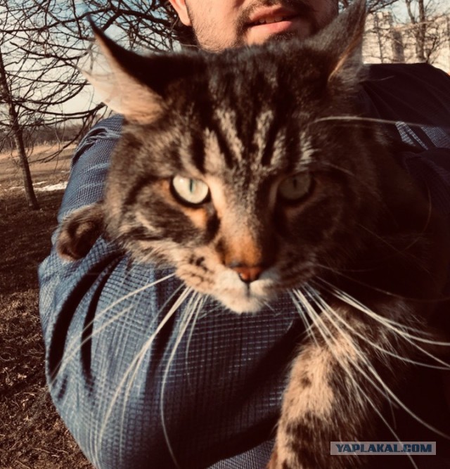 ЯП в кошках